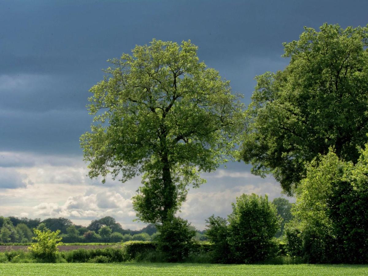 Monumental Farm In The Ash Landscape Villa Geesteren  Buitenkant foto
