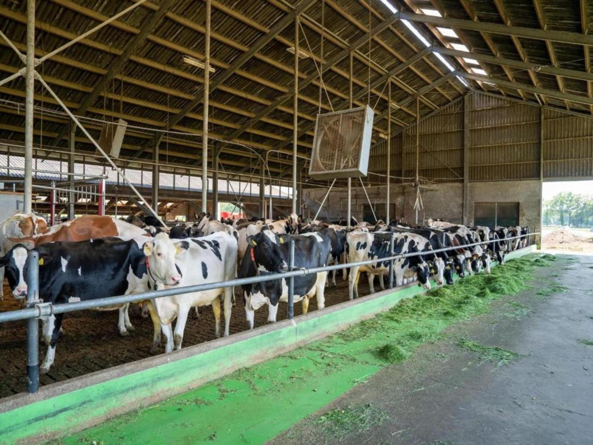 Monumental Farm In The Ash Landscape Villa Geesteren  Buitenkant foto